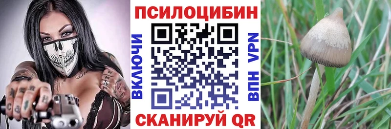 Купить  Тихвин  Галлюциногенные грибы GOLDEN TEACHER 